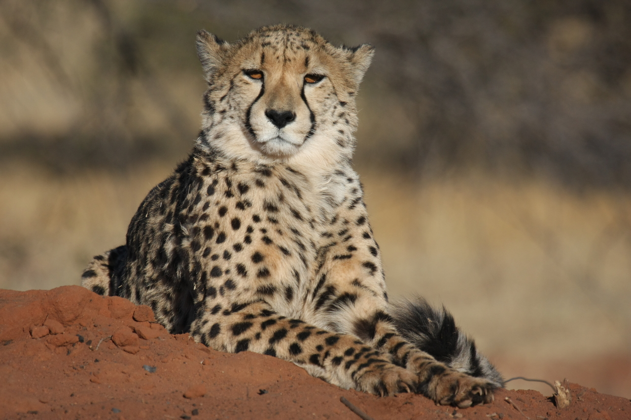 [6729] 2016_06_23_10_58_31_Africa_Canon_EOS_40D_IMG__01313.jpg