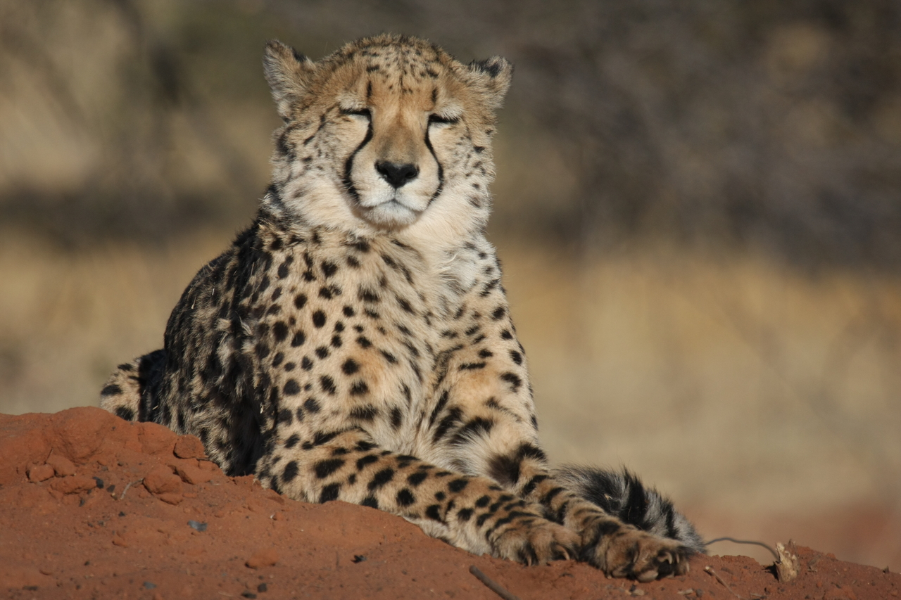 [6733] 2016_06_23_10_58_32_Africa_Canon_EOS_40D_IMG__08761.jpg