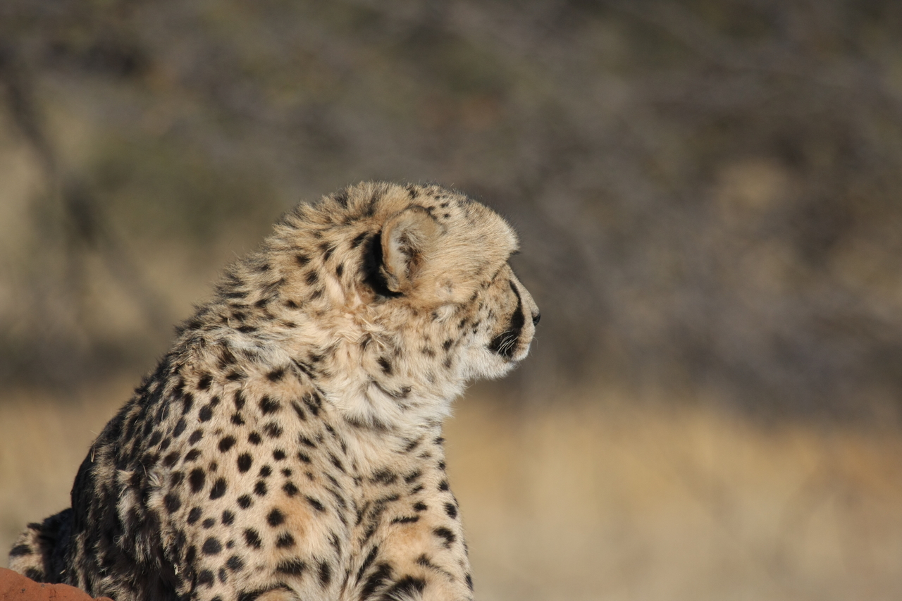 [6738] 2016_06_23_10_58_40_Africa_Canon_EOS_40D_IMG__01316.jpg