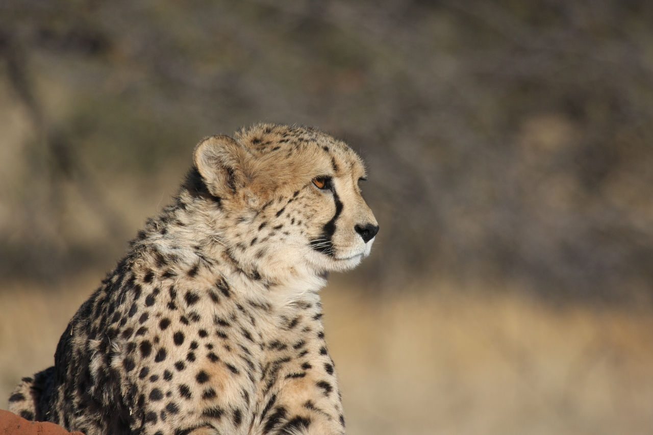 [6742] 2016_06_23_10_58_40_Africa_Canon_EOS_40D_IMG__08764.jpg