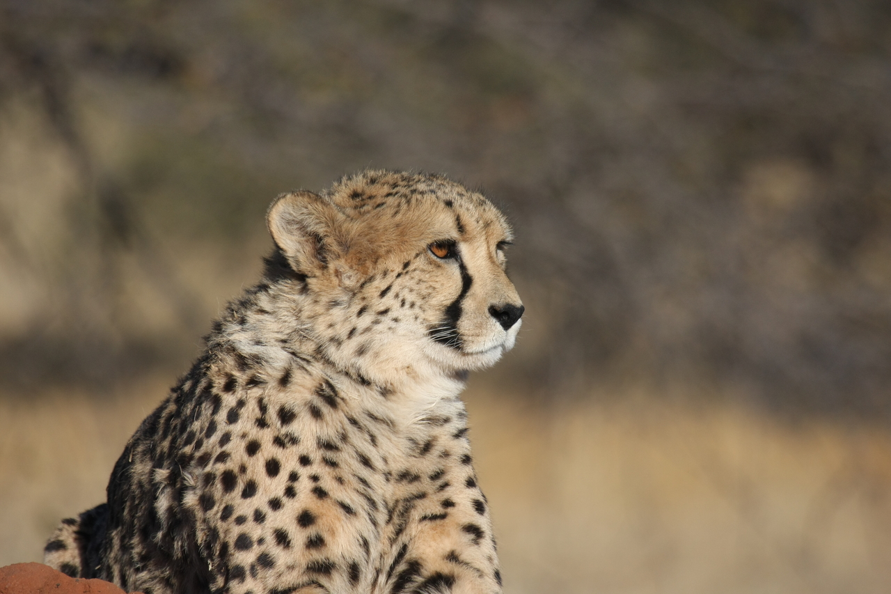 [6748] 2016_06_23_10_58_41_Africa_Canon_EOS_40D_IMG__08766.jpg
