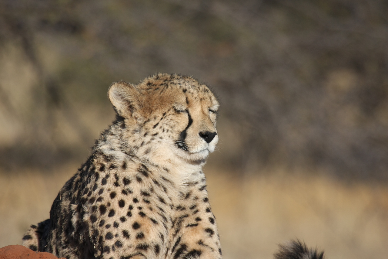 [6756] 2016_06_23_10_58_43_Africa_Canon_EOS_40D_IMG__08768.jpg
