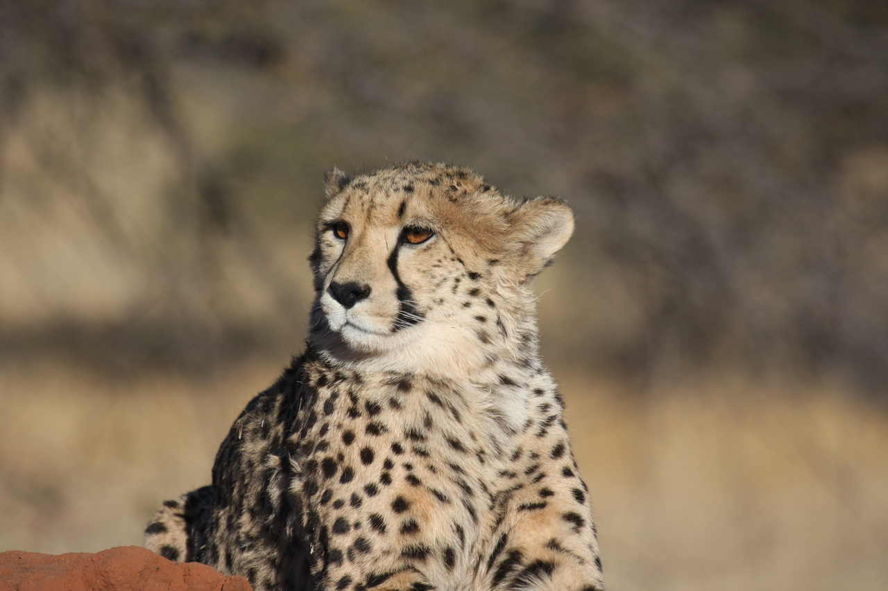 [6765] 2016_06_23_10_58_46_Africa_Canon_EOS_40D_IMG__00492.jpg