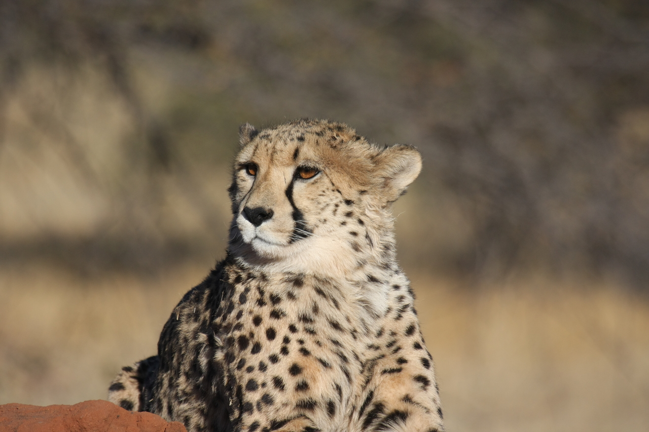 [6768] 2016_06_23_10_58_46_Africa_Canon_EOS_40D_IMG__08772.jpg