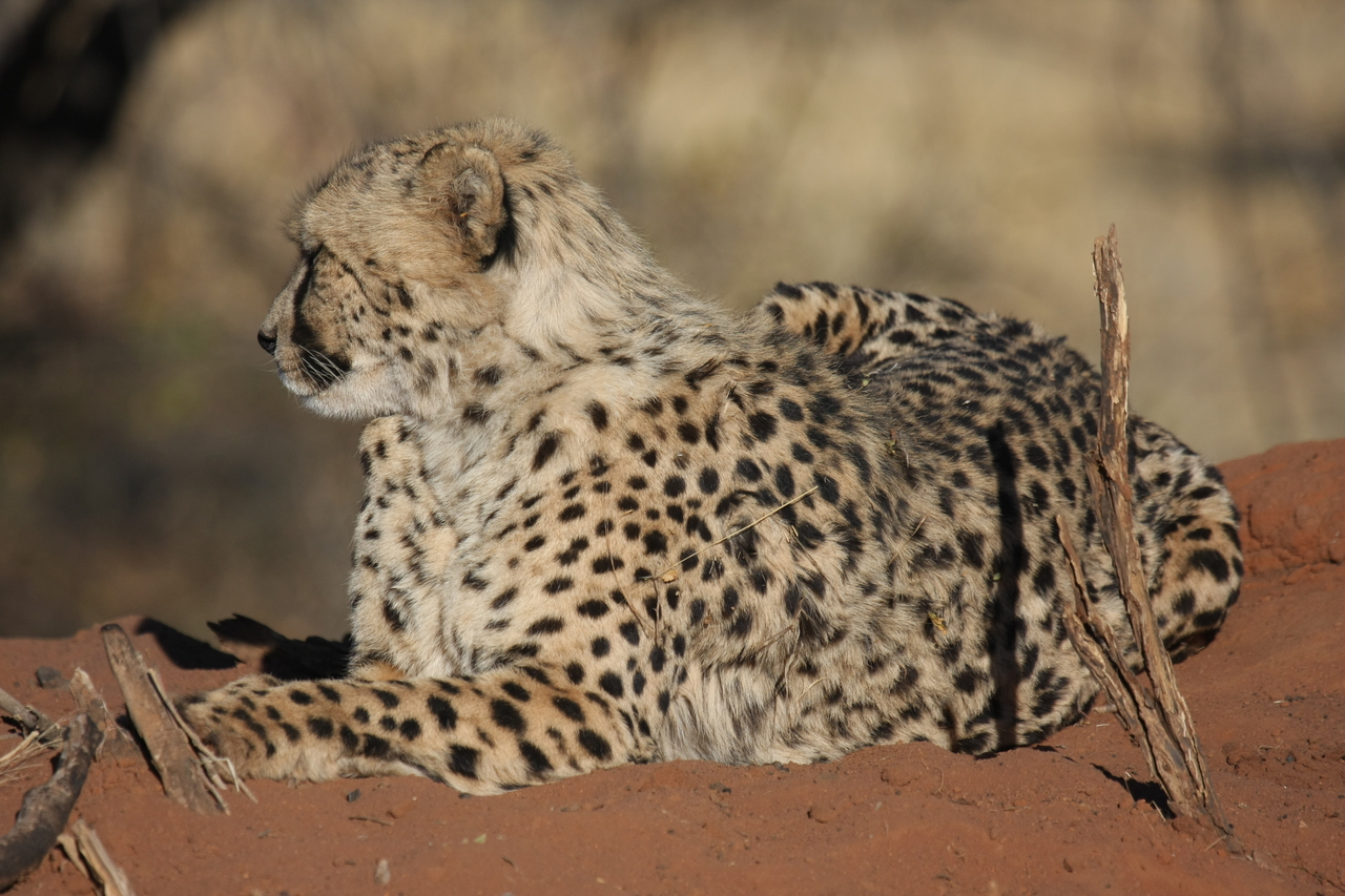 [6776] 2016_06_23_10_59_46_Africa_Canon_EOS_40D_IMG__01329.jpg