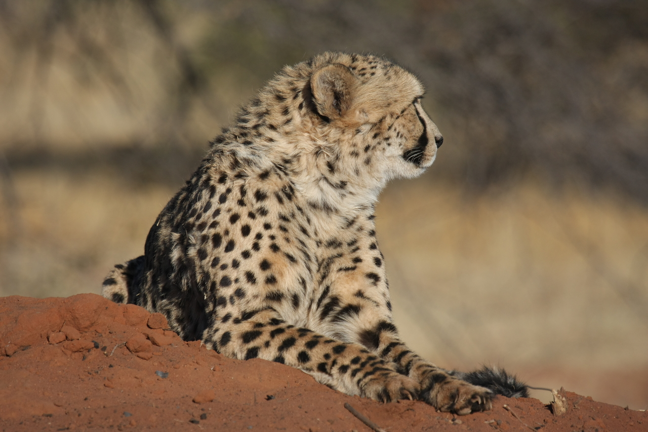 [6783] 2016_06_23_10_59_54_Africa_Canon_EOS_40D_IMG__00496.jpg