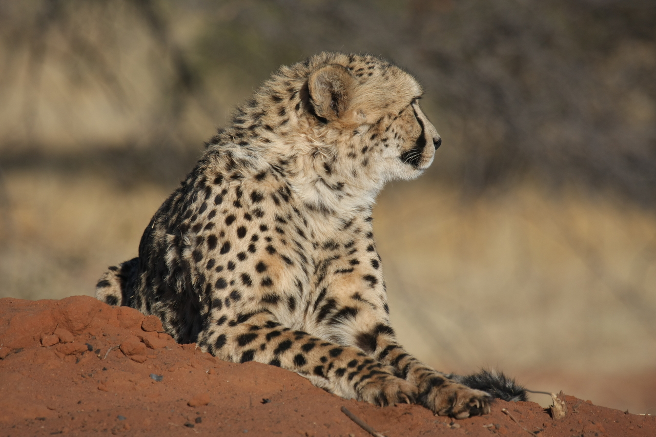 [6793] 2016_06_23_10_59_58_Africa_Canon_EOS_40D_IMG__08779.jpg