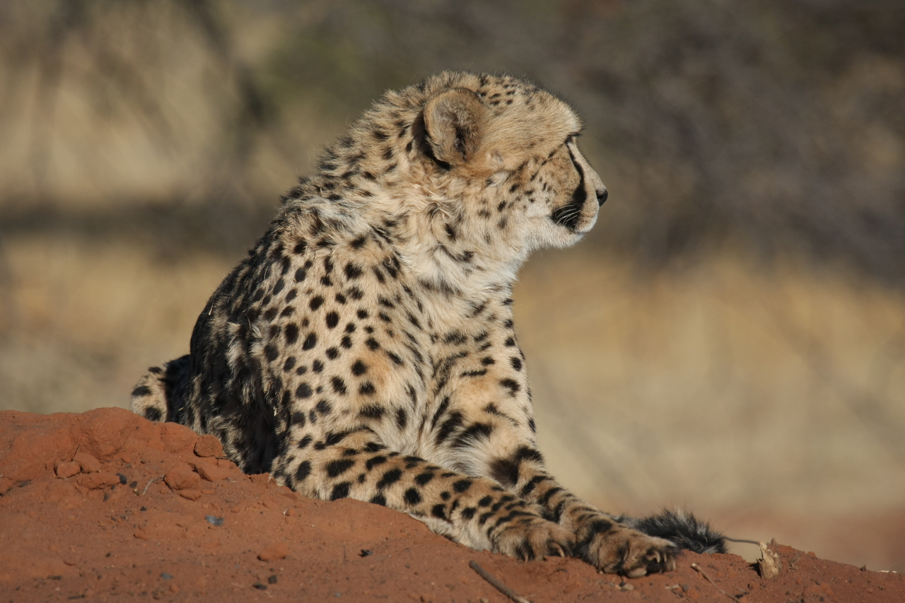 [6794] 2016_06_23_10_59_58_Africa_Canon_EOS_40D_IMG__08780.jpg