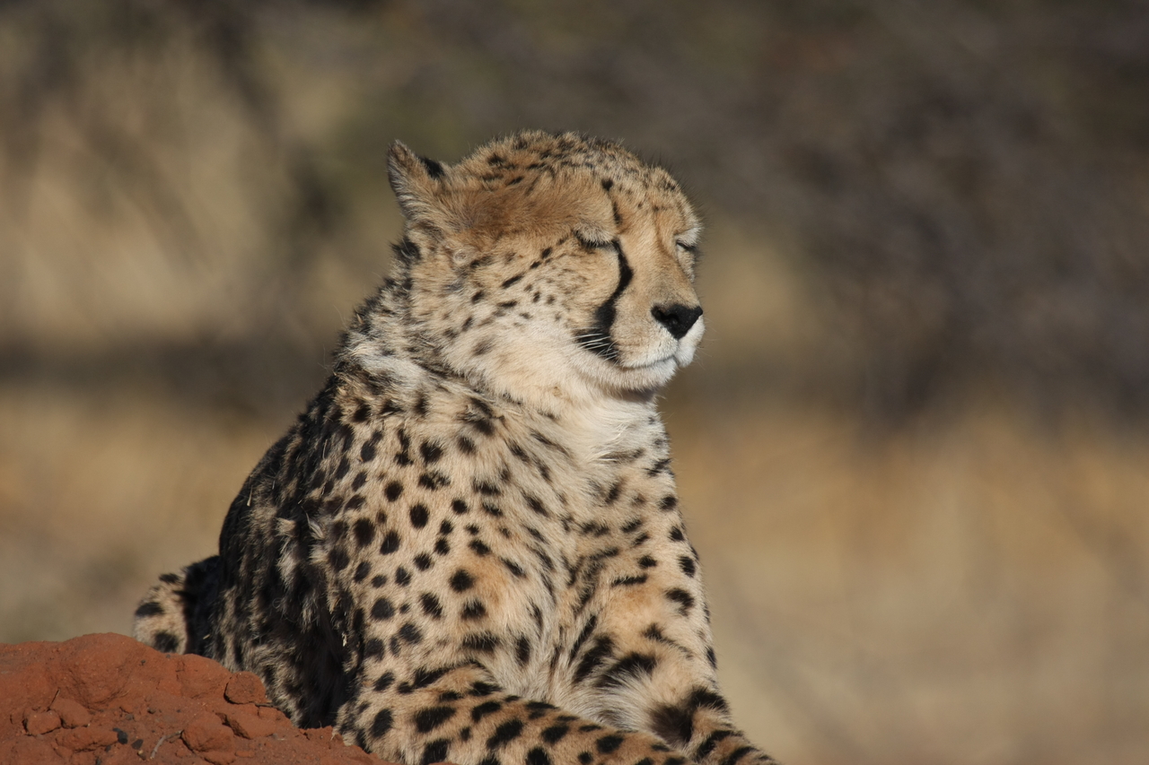 [6798] 2016_06_23_11_00_14_Africa_Canon_EOS_40D_IMG__00501.jpg