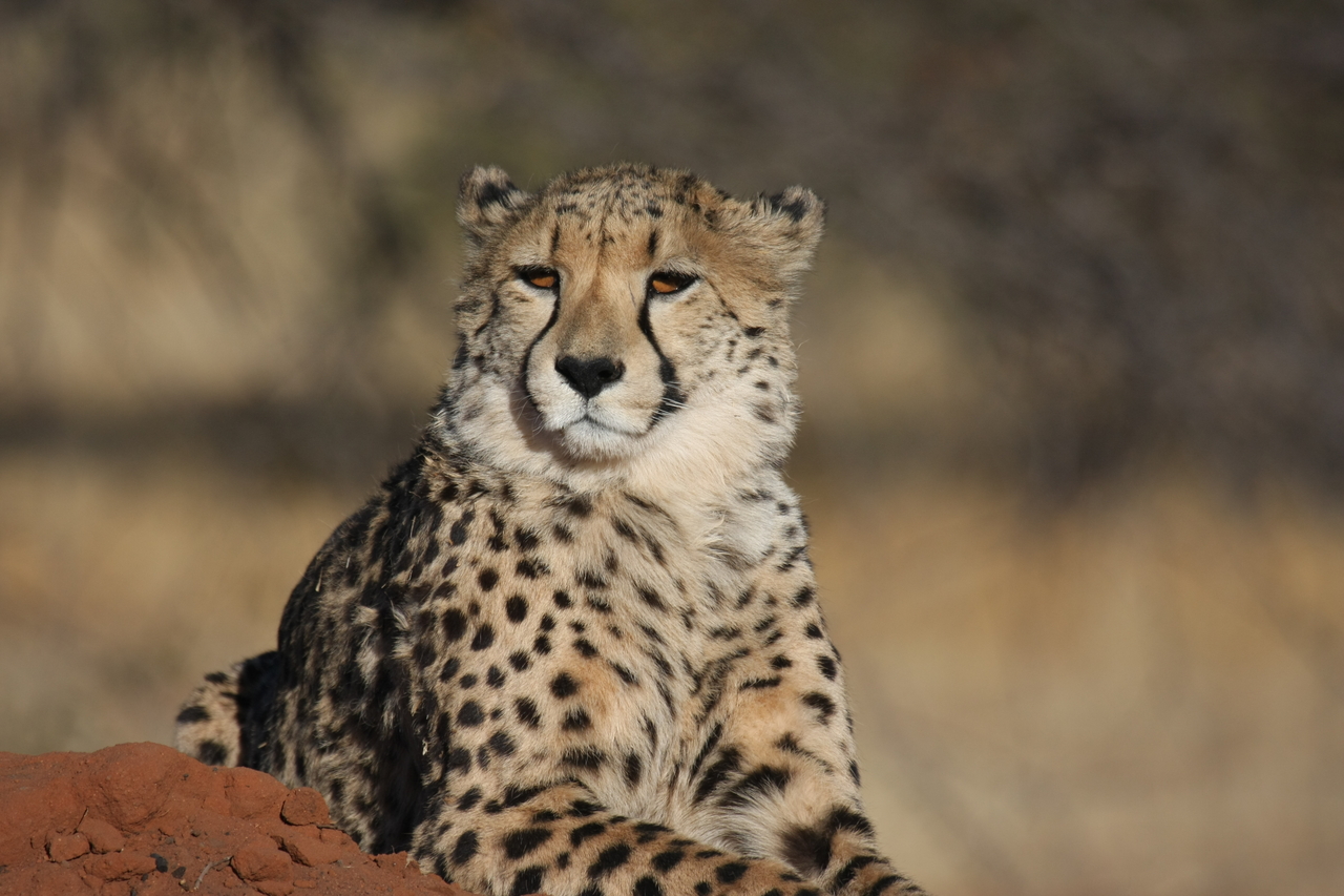 [6803] 2016_06_23_11_00_14_Africa_Canon_EOS_40D_IMG__01337.jpg