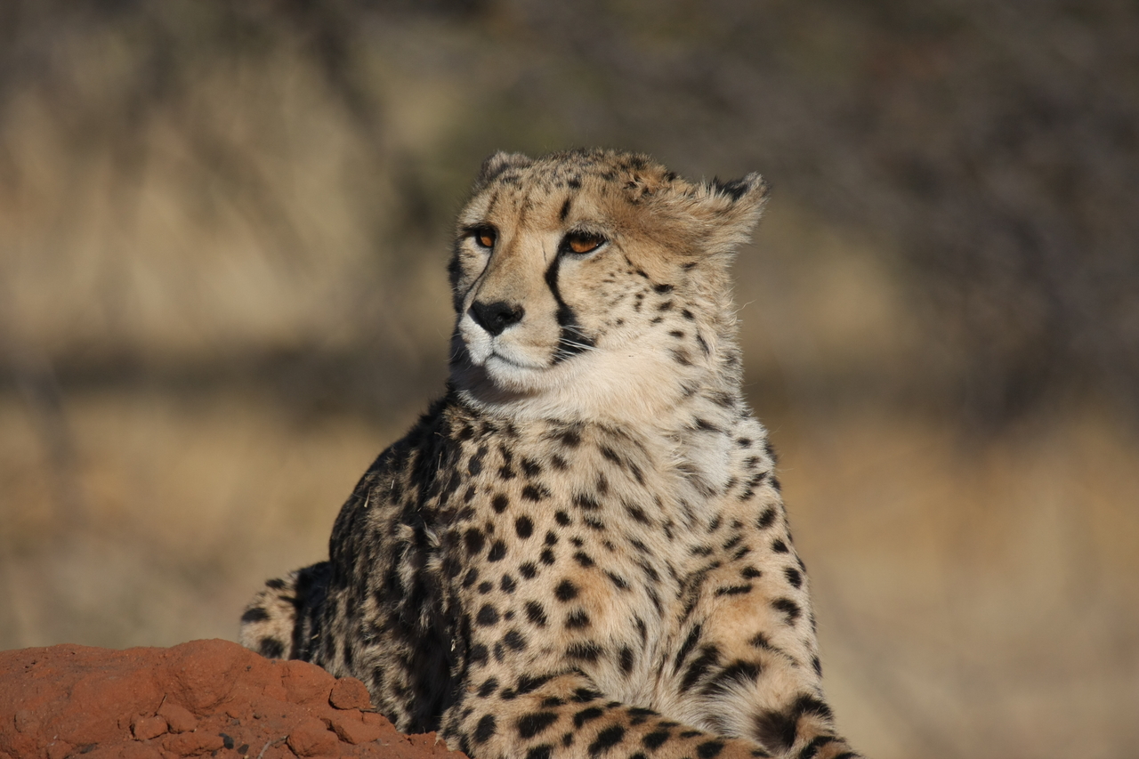 [6818] 2016_06_23_11_00_16_Africa_Canon_EOS_40D_IMG__08788.jpg