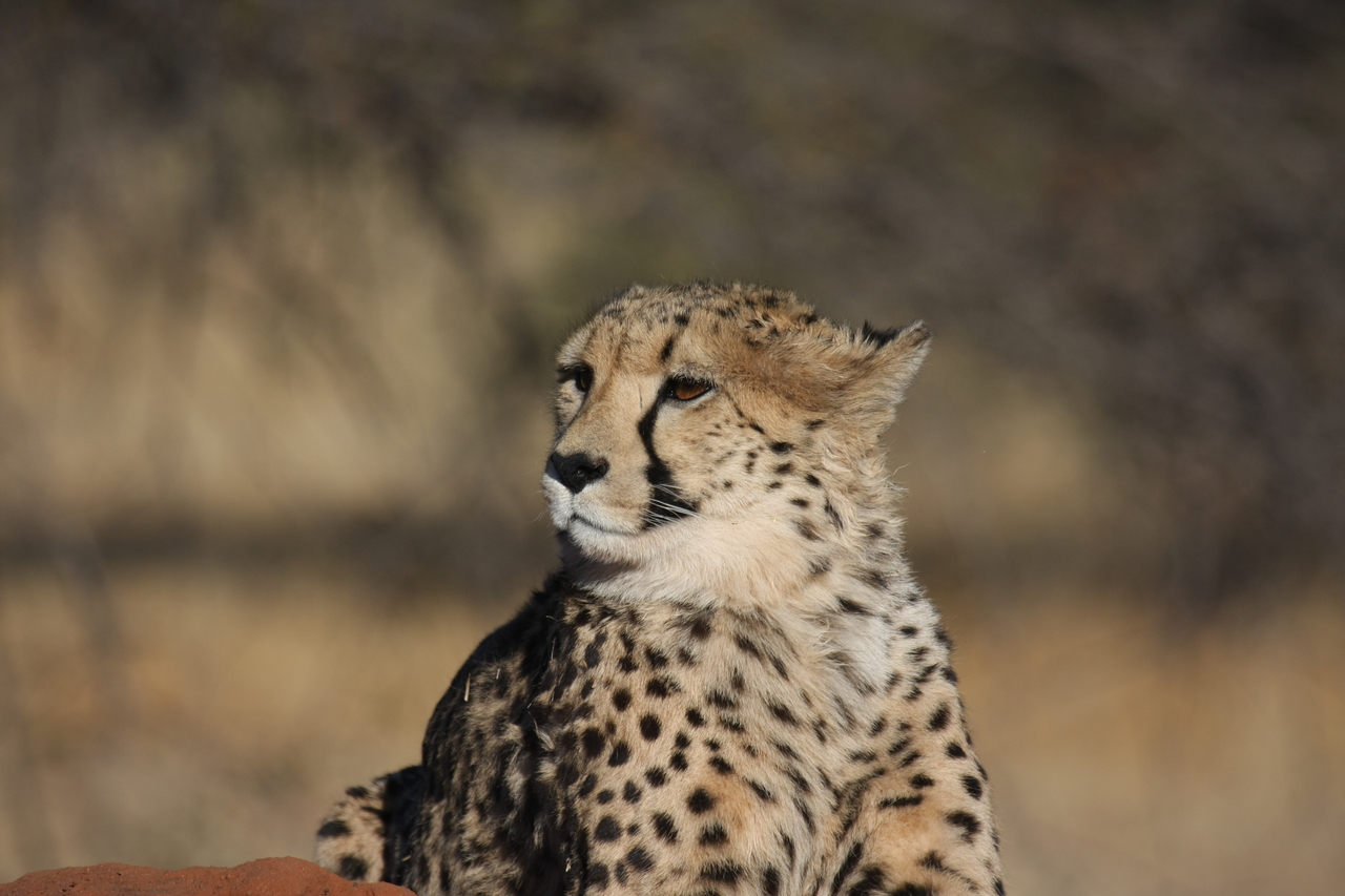 [6825] 2016_06_23_11_00_26_Africa_Canon_EOS_40D_IMG__00510.jpg