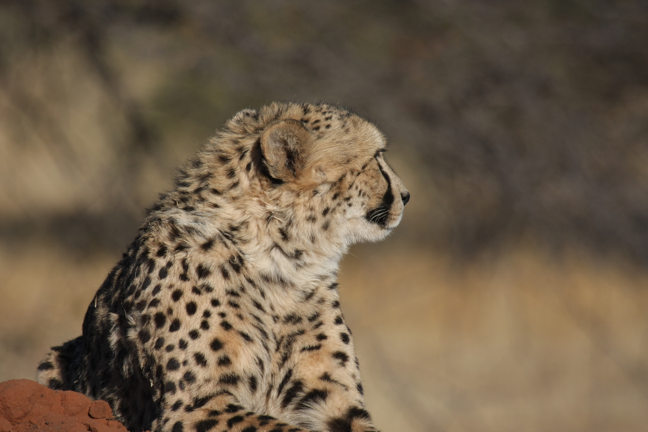 [6855] 2016_06_23_11_01_02_Africa_Canon_EOS_40D_IMG__00516.jpg