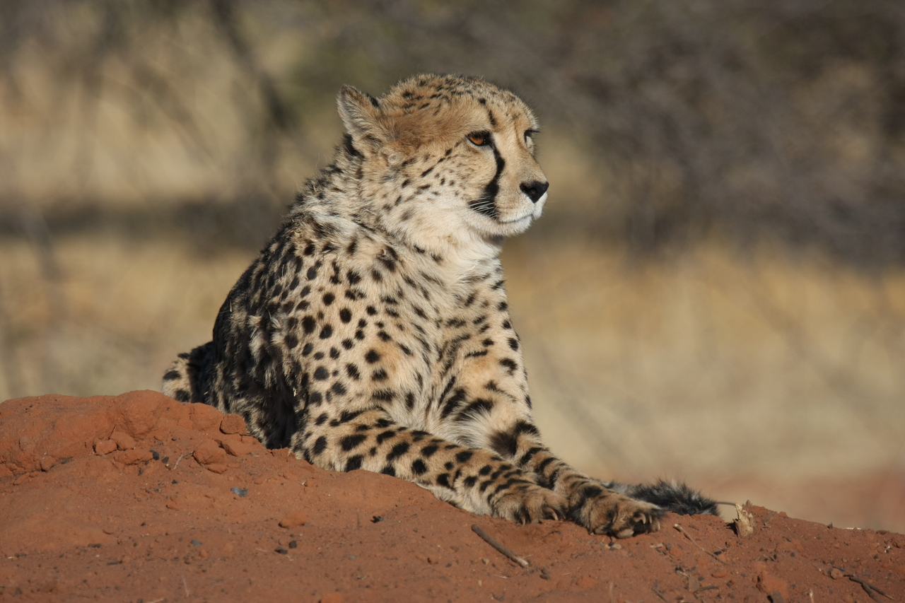 [6867] 2016_06_23_11_01_33_Africa_Canon_EOS_40D_IMG__00520.jpg