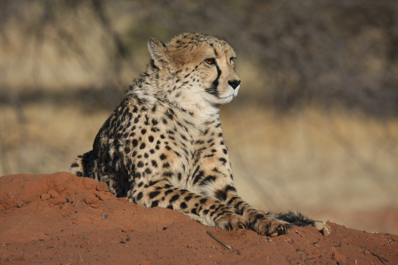 [6868] 2016_06_23_11_01_33_Africa_Canon_EOS_40D_IMG__00521.jpg