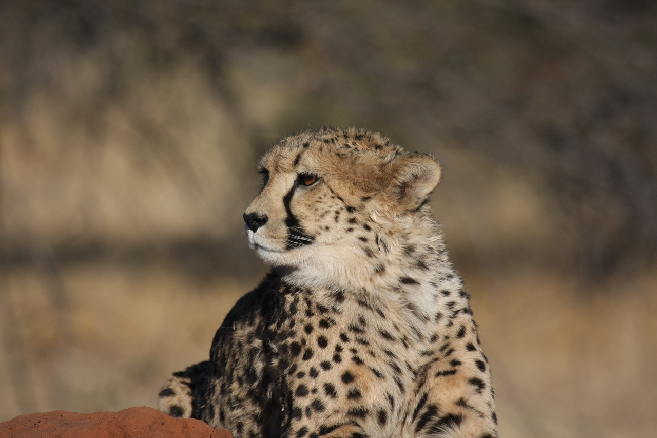 [6885] 2016_06_23_11_01_43_Africa_Canon_EOS_40D_IMG__00526.jpg