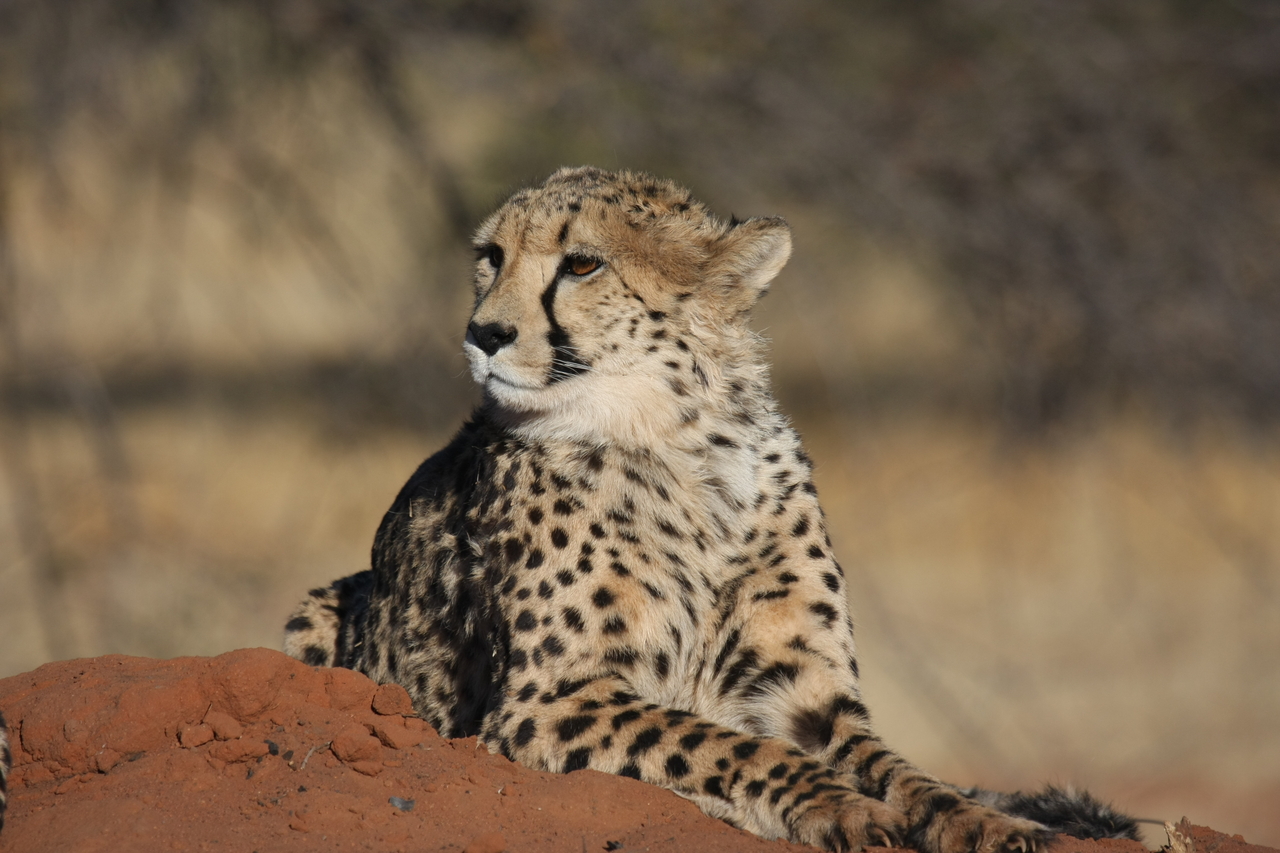[6895] 2016_06_23_11_01_56_Africa_Canon_EOS_40D_IMG__00530.jpg