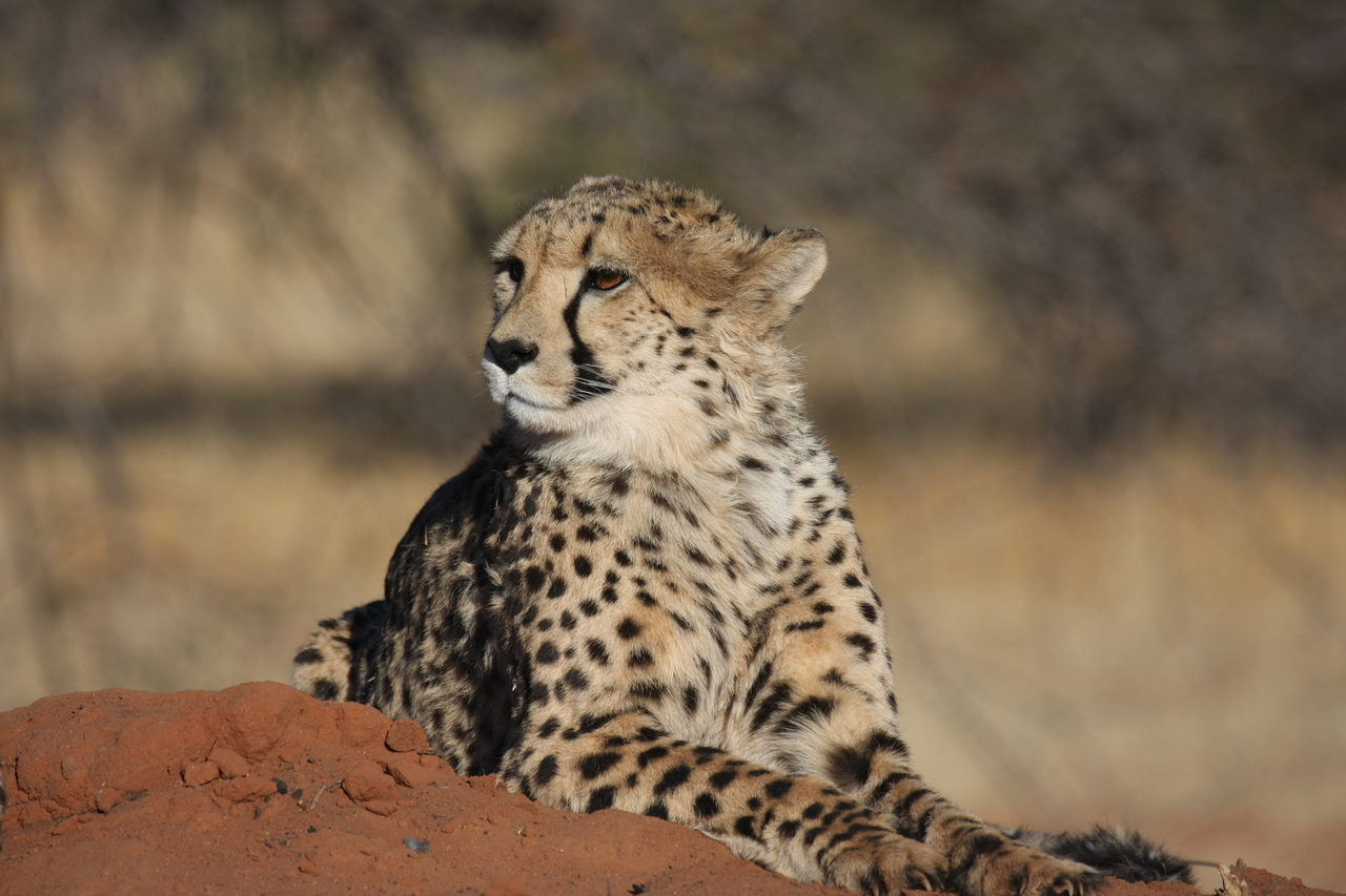 [6896] 2016_06_23_11_01_56_Africa_Canon_EOS_40D_IMG__01363.jpg