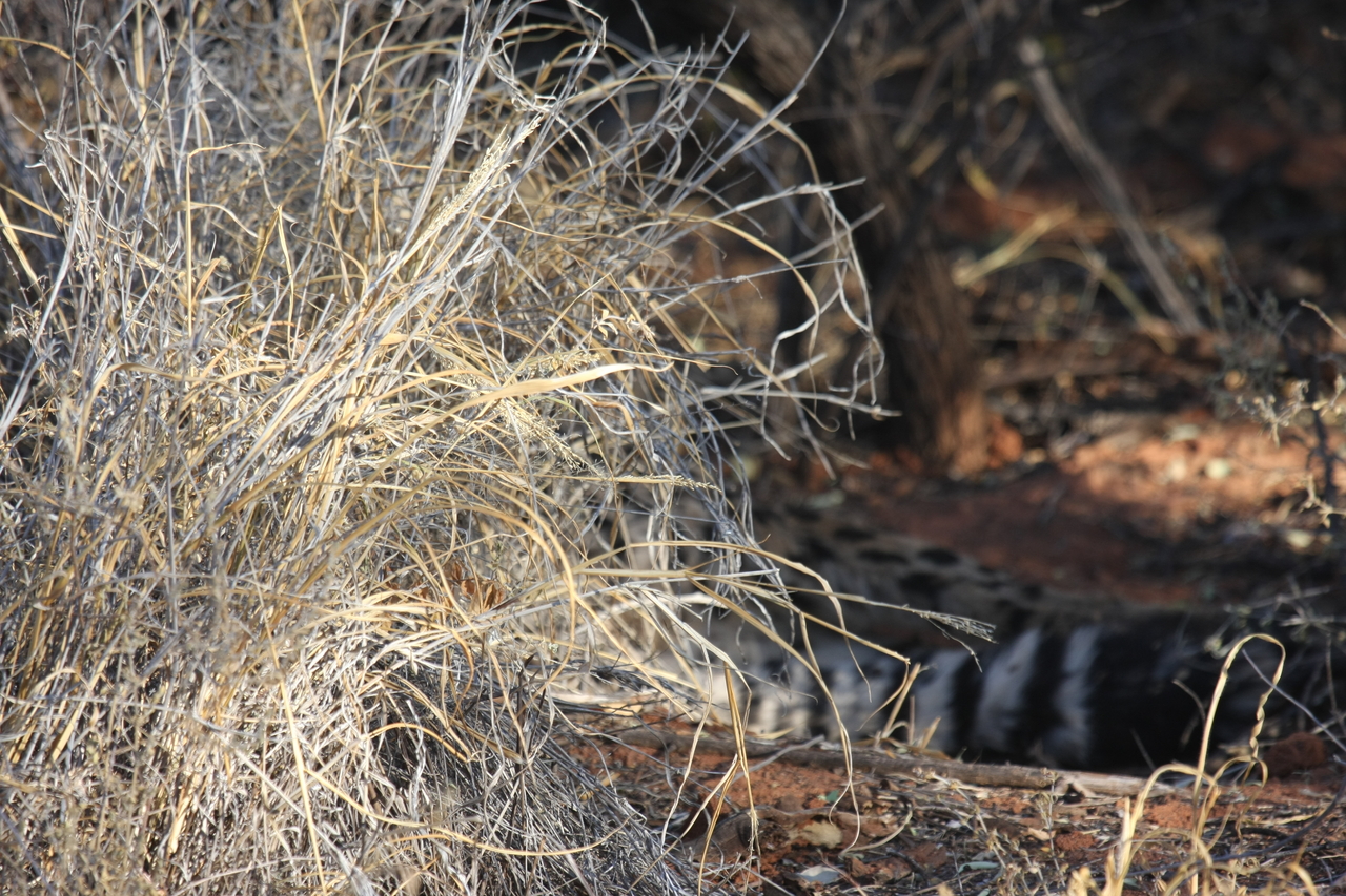 [6902] 2016_06_23_11_02_21_Africa_Canon_EOS_40D_IMG__08812.jpg
