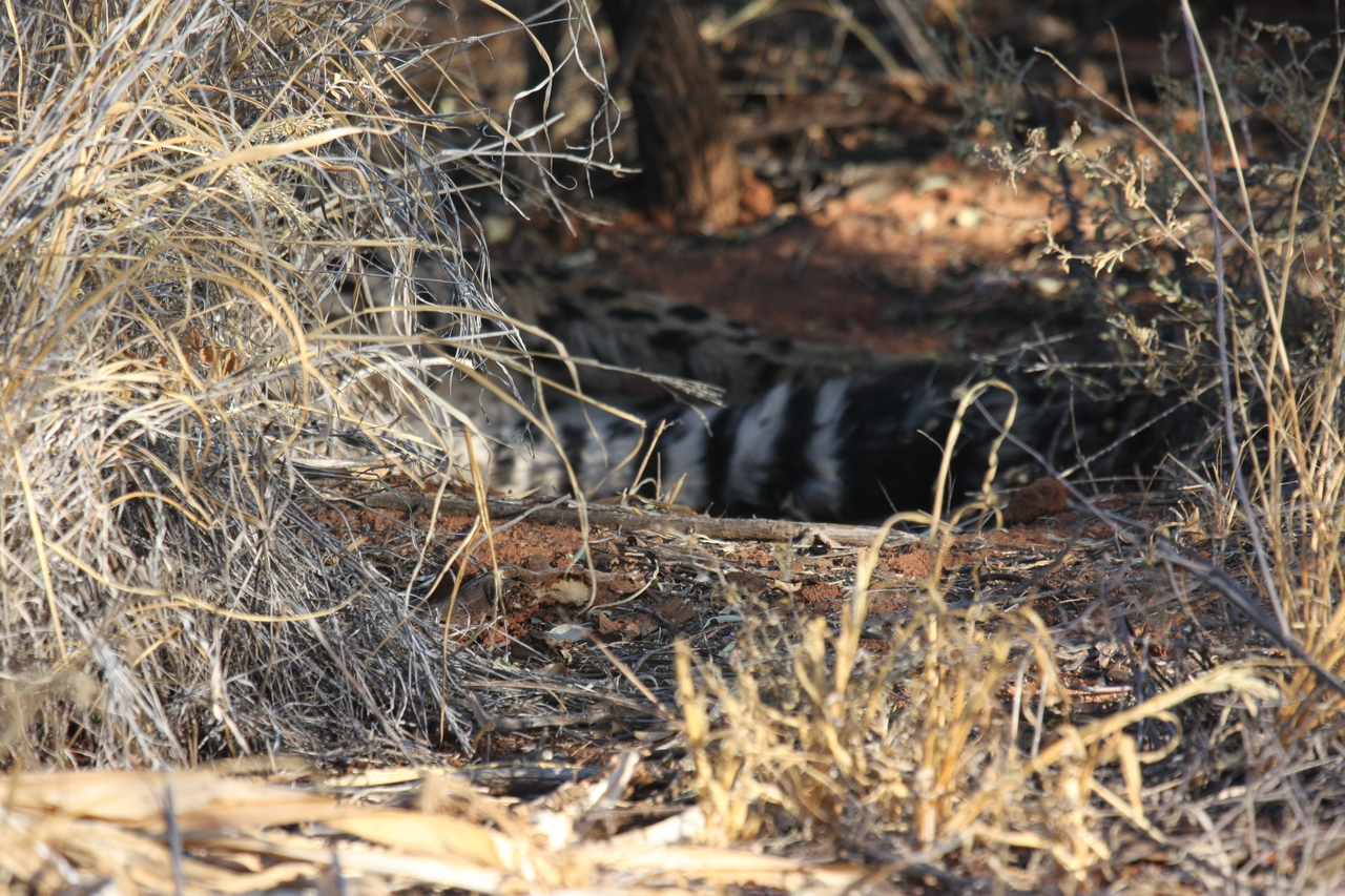 [6904] 2016_06_23_11_02_42_Africa_Canon_EOS_40D_IMG__00533.jpg