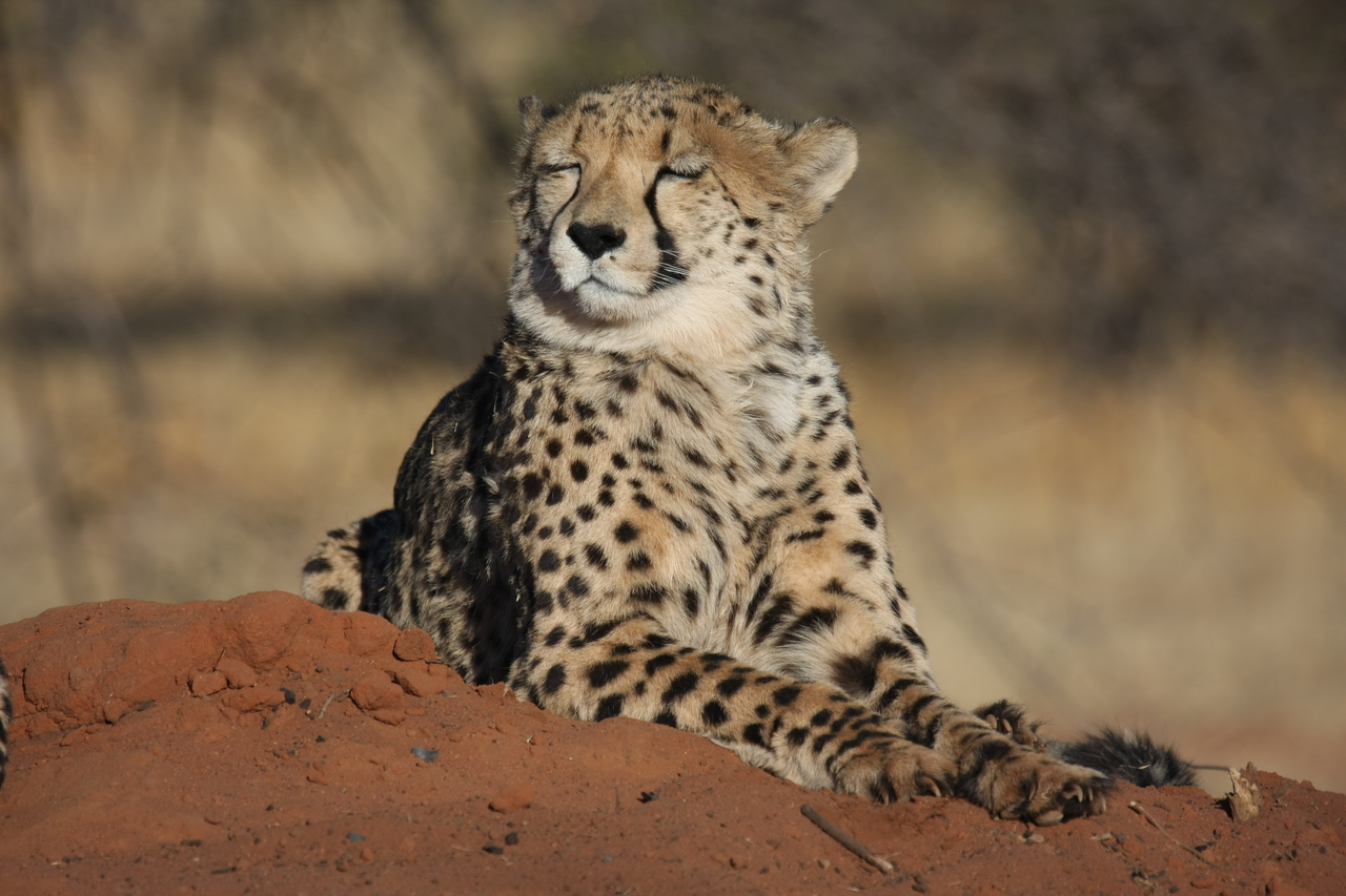 [6910] 2016_06_23_11_03_07_Africa_Canon_EOS_40D_IMG__00535.jpg