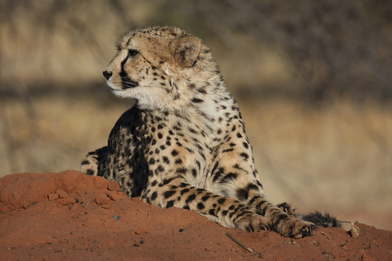 [6918] 2016_06_23_11_03_14_Africa_Canon_EOS_40D_IMG__00537.jpg