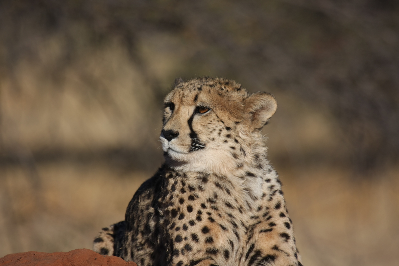 [6923] 2016_06_23_11_03_20_Africa_Canon_EOS_40D_IMG__00540.jpg