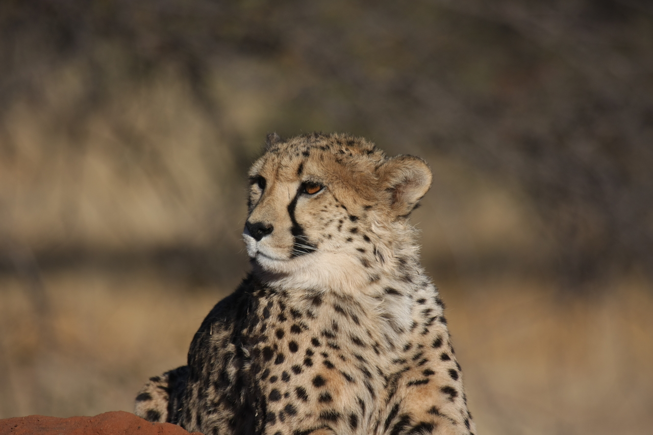 [6931] 2016_06_23_11_03_35_Africa_Canon_EOS_40D_IMG__00542.jpg
