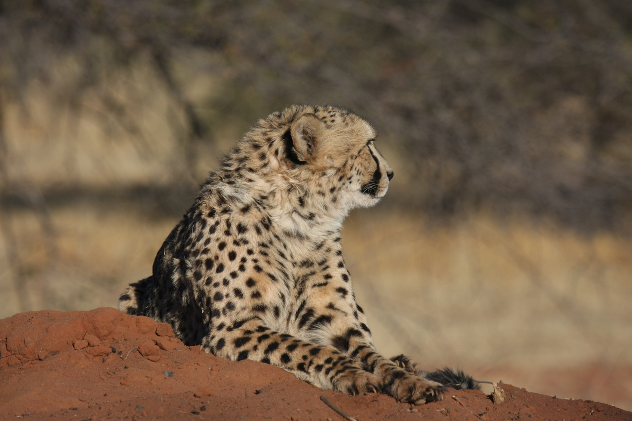 [6939] 2016_06_23_11_04_05_Africa_Canon_EOS_40D_IMG__00544.jpg