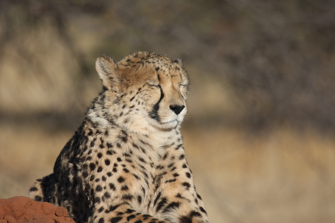 [6948] 2016_06_23_11_04_27_Africa_Canon_EOS_40D_IMG__00547.jpg
