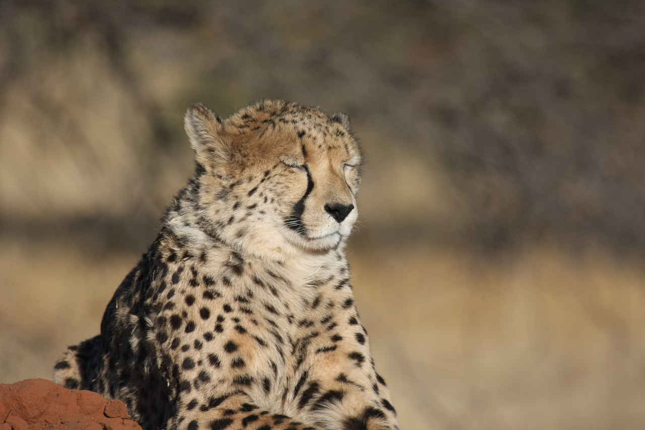 [6956] 2016_06_23_11_04_27_Africa_Canon_EOS_40D_IMG__08830.jpg