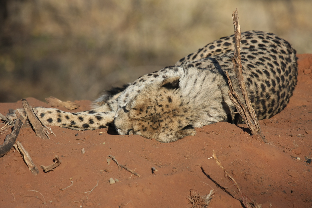 [6970] 2016_06_23_11_04_37_Africa_Canon_EOS_40D_IMG__08834.jpg