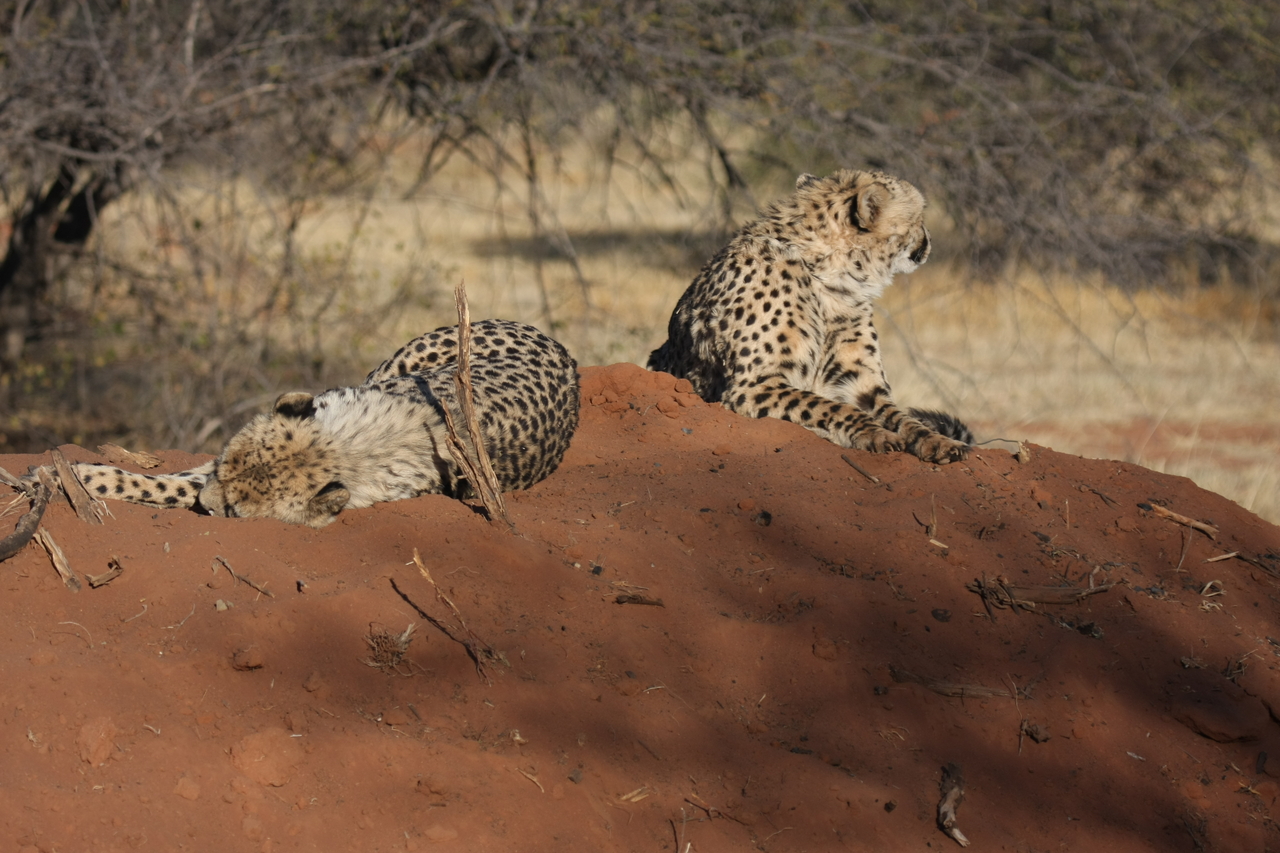 [6993] 2016_06_23_11_08_12_Africa_Canon_EOS_40D_IMG__00558.jpg