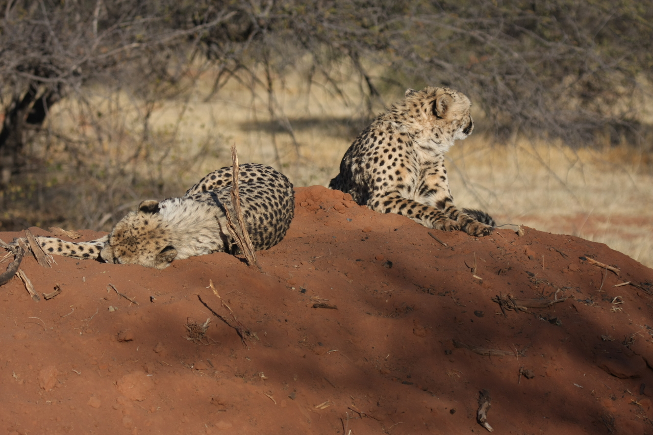 [6994] 2016_06_23_11_08_12_Africa_Canon_EOS_40D_IMG__00559.jpg