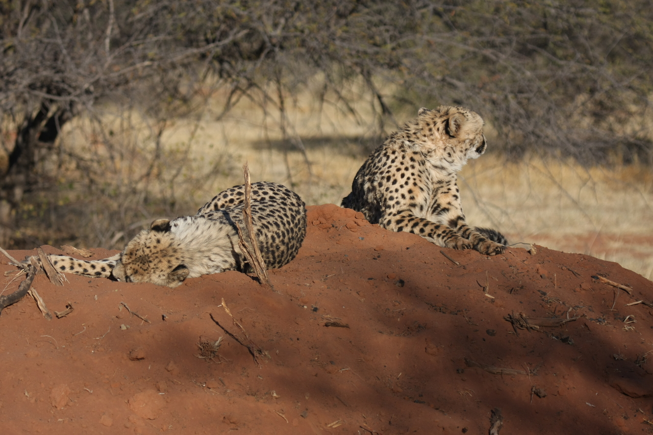 [7007] 2016_06_23_11_08_16_Africa_Canon_EOS_40D_IMG__00564.jpg