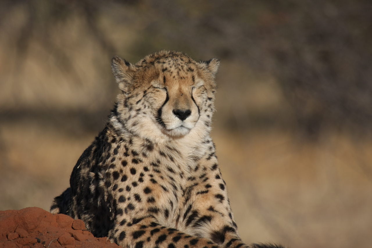 [7024] 2016_06_23_11_08_35_Africa_Canon_EOS_40D_IMG__00569.jpg