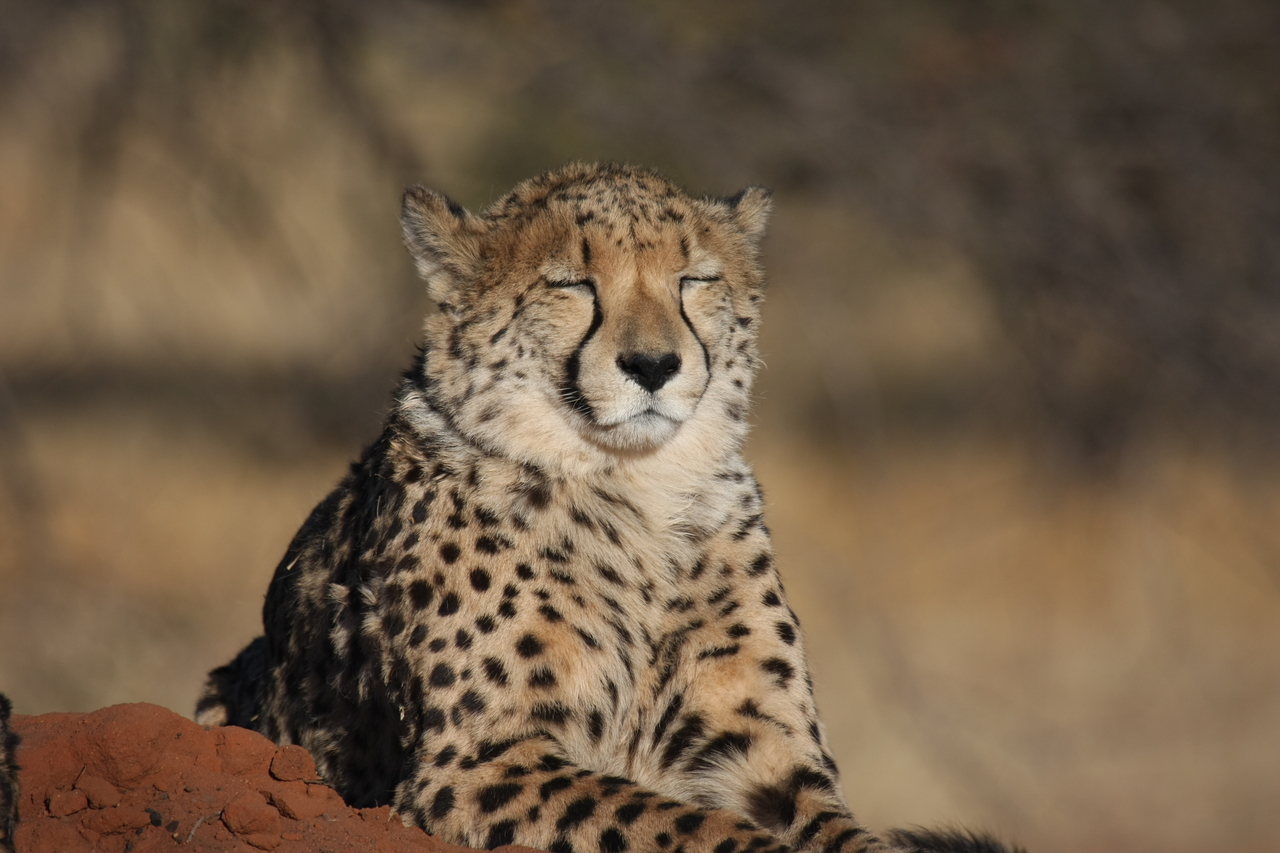 [7044] 2016_06_23_11_08_40_Africa_Canon_EOS_40D_IMG__00575.jpg