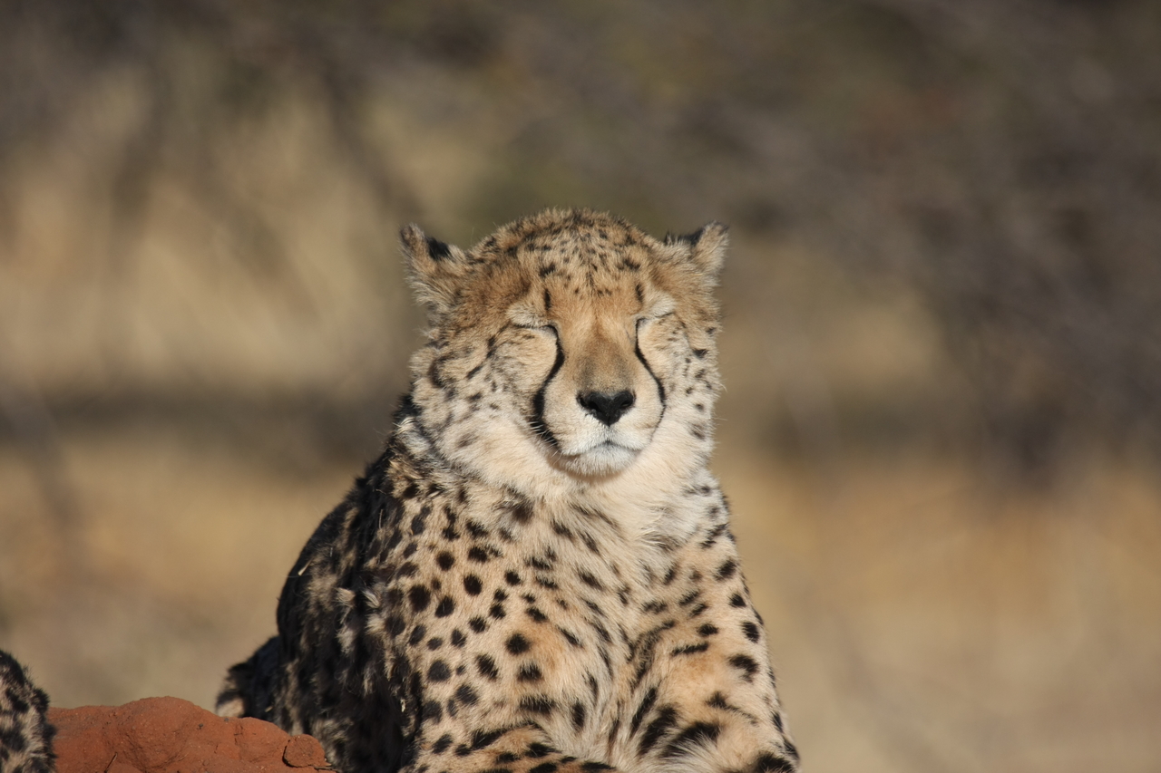 [7054] 2016_06_23_11_08_51_Africa_Canon_EOS_40D_IMG__01412.jpg