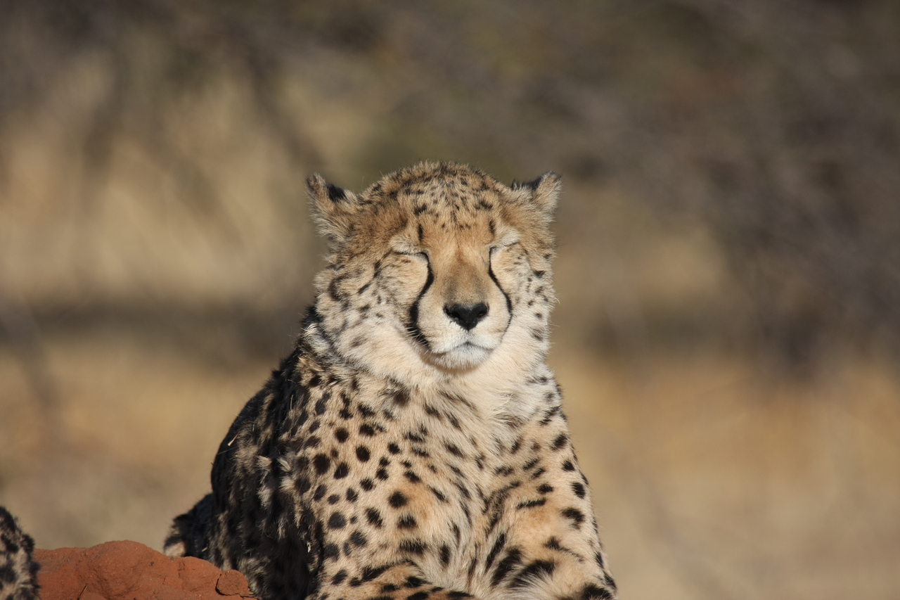 [7055] 2016_06_23_11_08_51_Africa_Canon_EOS_40D_IMG__01413.jpg