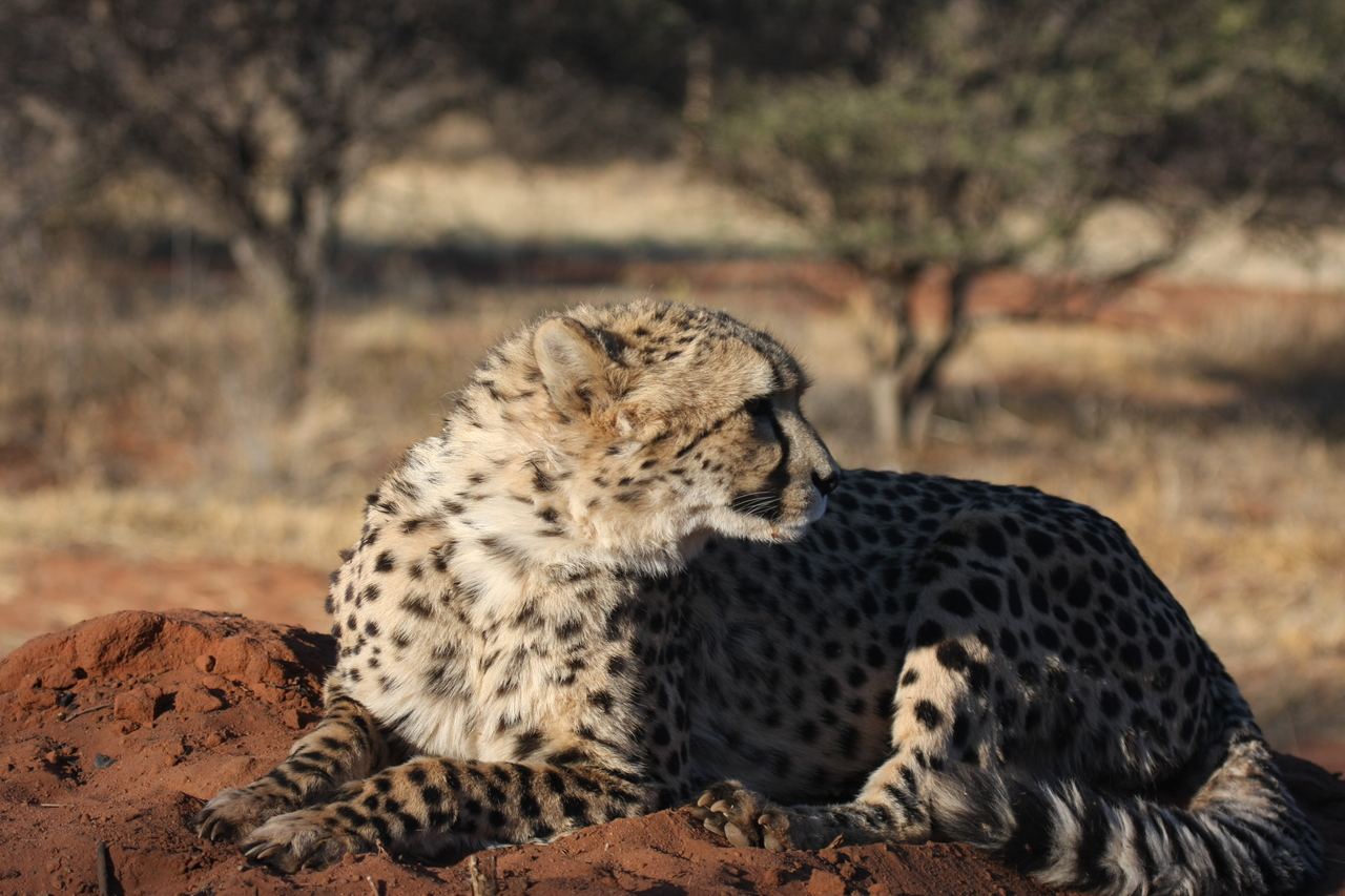 [7066] 2016_06_23_11_13_20_Africa_Canon_EOS_40D_IMG__00583.jpg