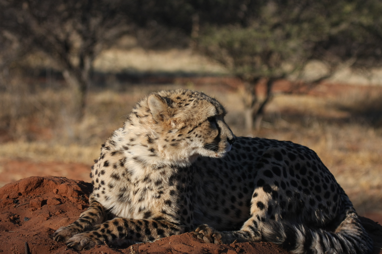 [7071] 2016_06_23_11_13_23_Africa_Canon_EOS_40D_IMG__00584.jpg