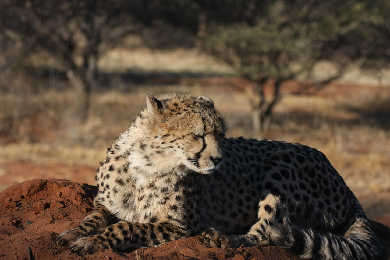 [7072] 2016_06_23_11_13_23_Africa_Canon_EOS_40D_IMG__00585.jpg
