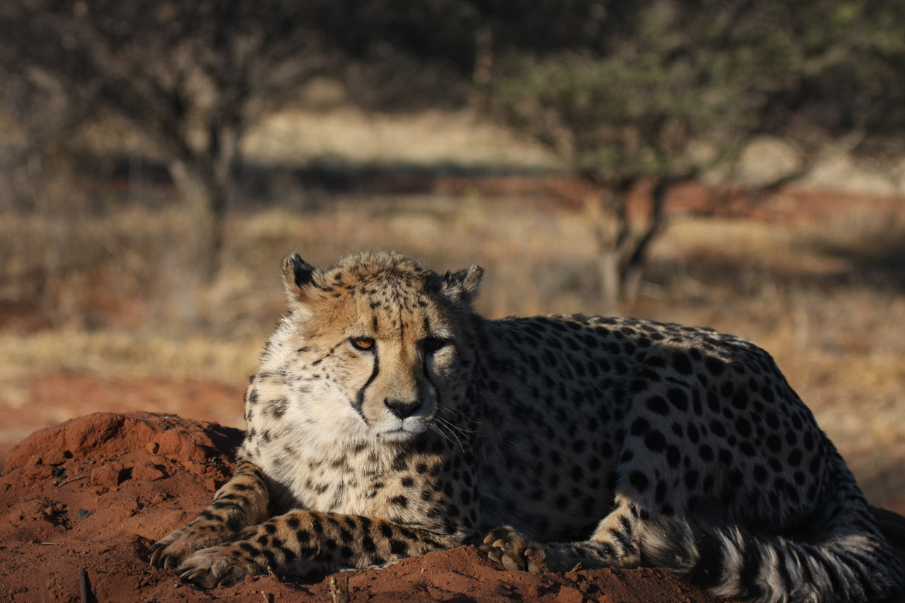 [7079] 2016_06_23_11_13_24_Africa_Canon_EOS_40D_IMG__01420.jpg