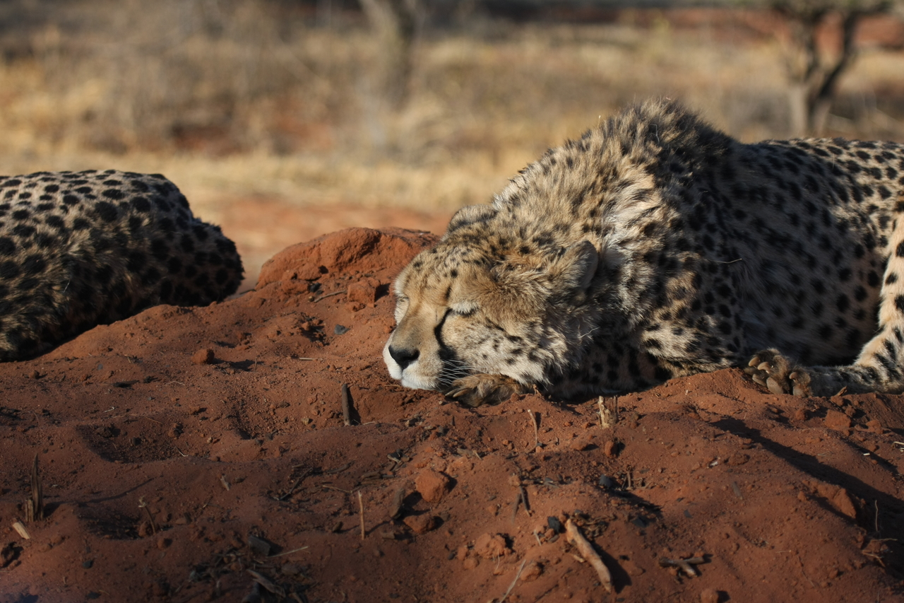 [7101] 2016_06_23_11_13_49_Africa_Canon_EOS_40D_IMG__01425.jpg