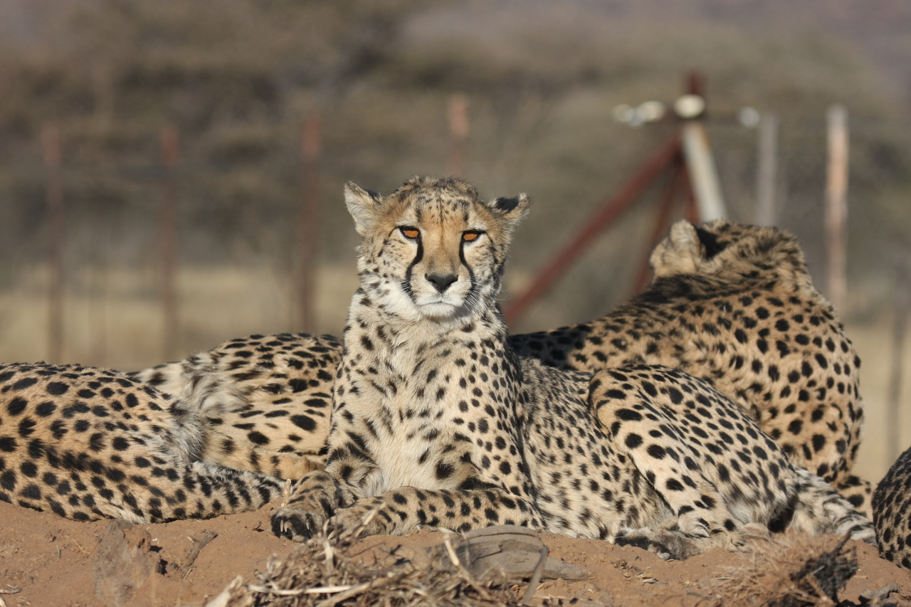 [7132] 2016_06_23_11_19_50_Africa_Canon_EOS_40D_IMG__01426.jpg