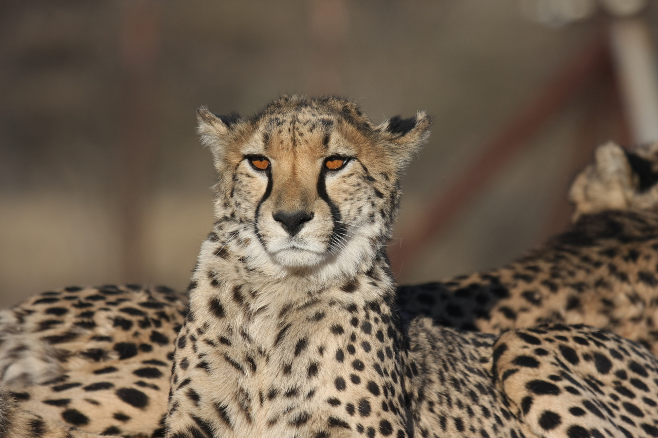 [7139] 2016_06_23_11_19_53_Africa_Canon_EOS_40D_IMG__01429.jpg