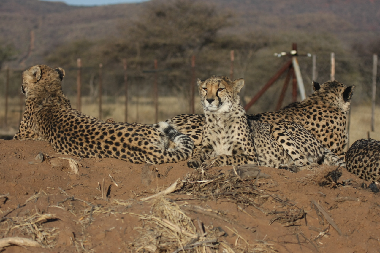 [7152] 2016_06_23_11_20_35_Africa_Canon_EOS_40D_IMG__00599.jpg