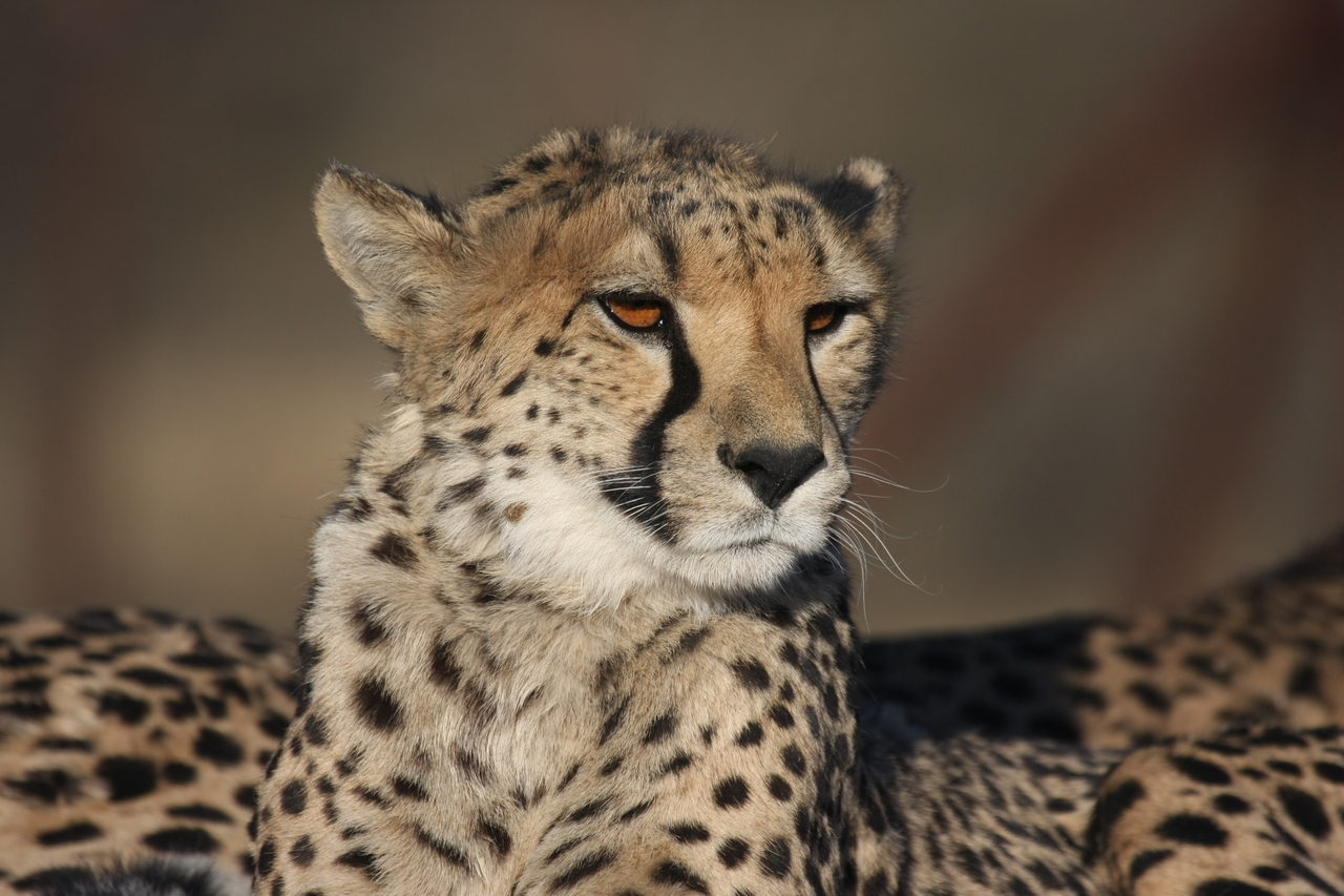 [7194] 2016_06_23_11_21_09_Africa_Canon_EOS_40D_IMG__08890.jpg