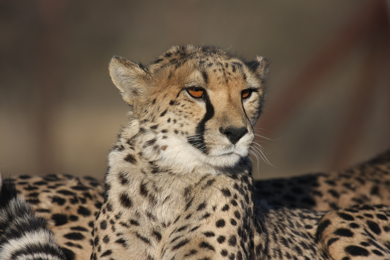 [7199] 2016_06_23_11_21_16_Africa_Canon_EOS_40D_IMG__00612.jpg