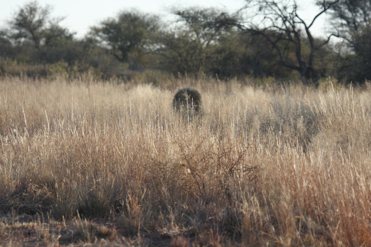 [7269] 2016_06_23_11_39_10_Africa_Canon_EOS_40D_IMG__00634.jpg